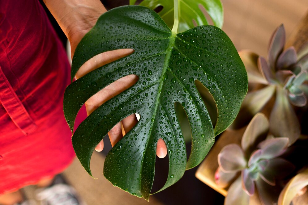 Houseplant Humidity Tips