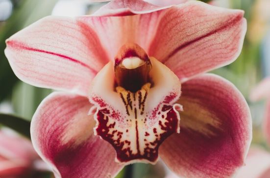 Phalaenopsis (Moth Orchid):Secrets to Thriving Indoor Orchids