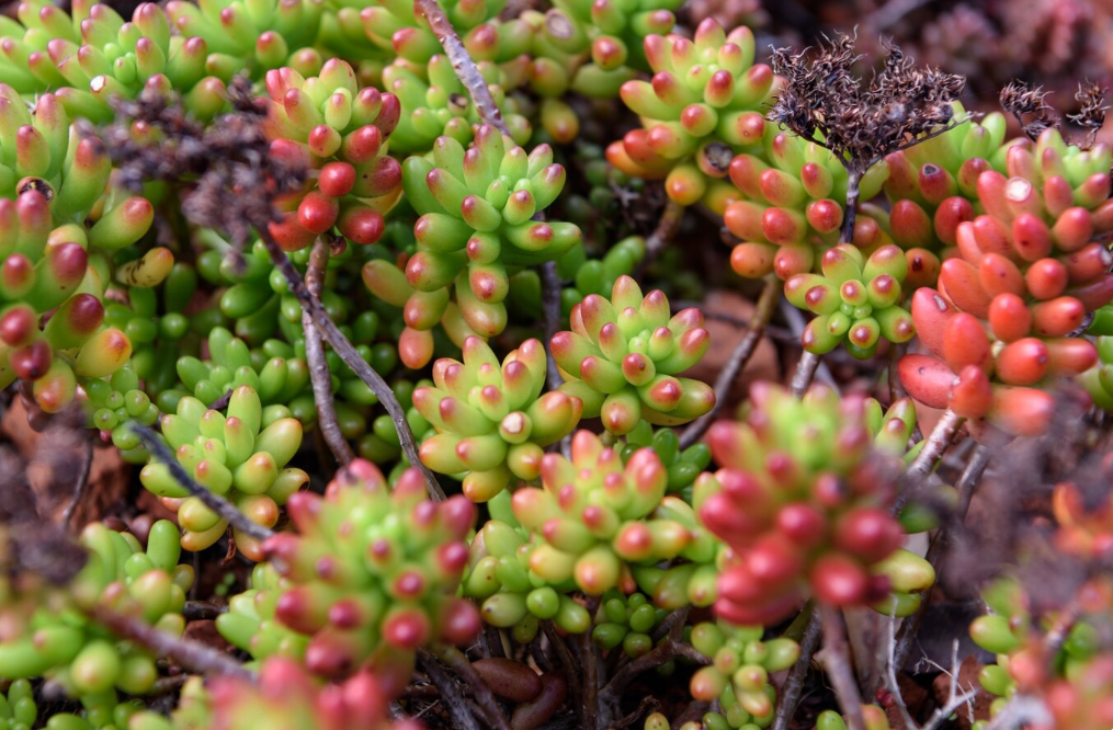 Fairy Garden Succulent