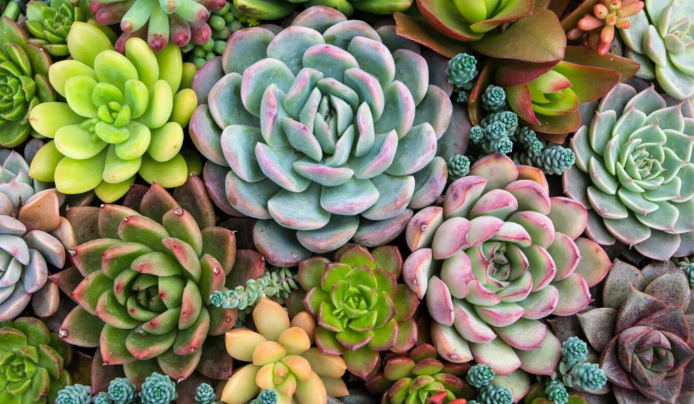 Sensational Succulent