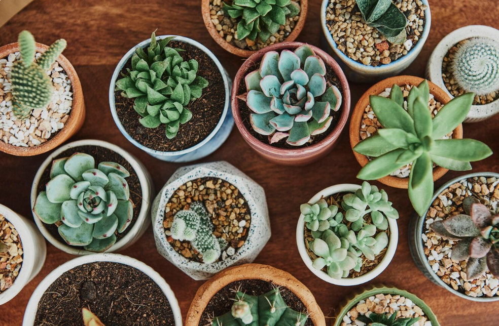 Sensational Succulent