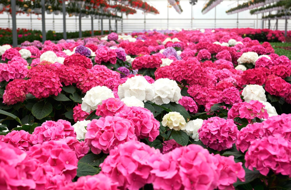 Cityline Series’ (Compact Varieties)