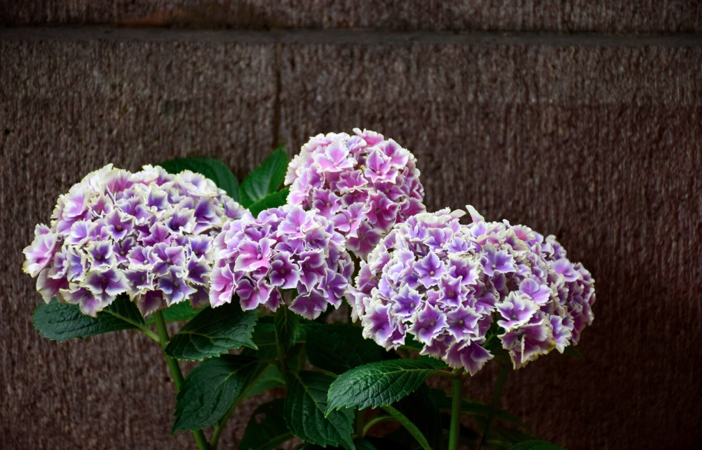 Mophead Hydrangeas For Summer Blooms