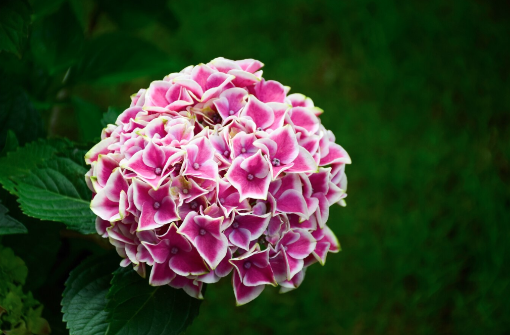 Ayesha:Mophead Hydrangeas