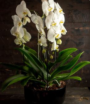 Secrets to Thriving Indoor Orchids