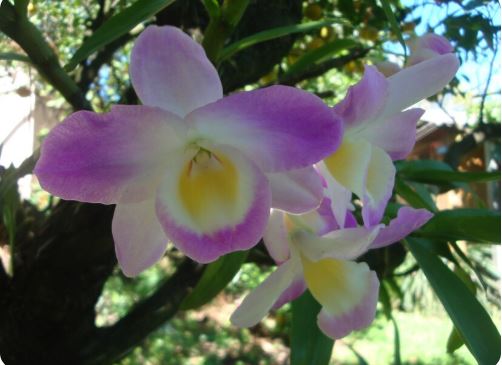 Oncidium: Secrets to Thriving Indoor Orchids