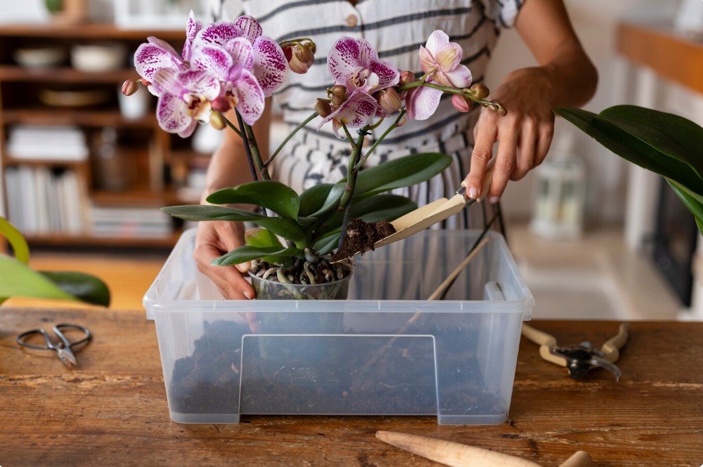The Ultimate Guide to Orchid Fertilizing
