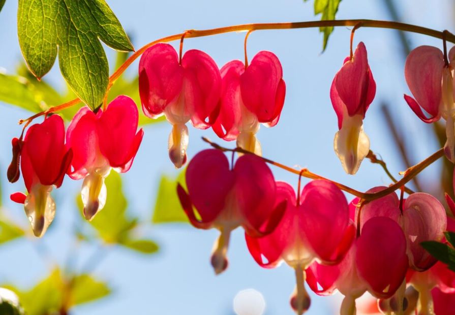 Bleeding Heart (Dicentra spectabilis)