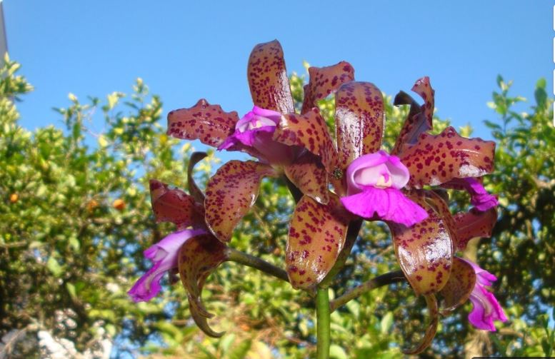 Toad Lily (Tricyrtis hirta): Best flowering shade plants