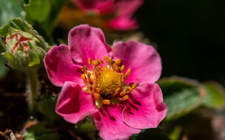 Japanese Anemone (Anemone hupehensis)