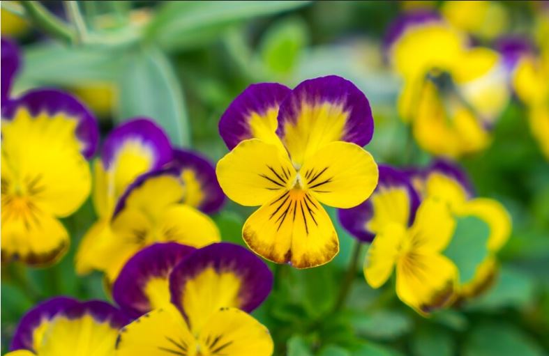  Primrose (Primula spp.)