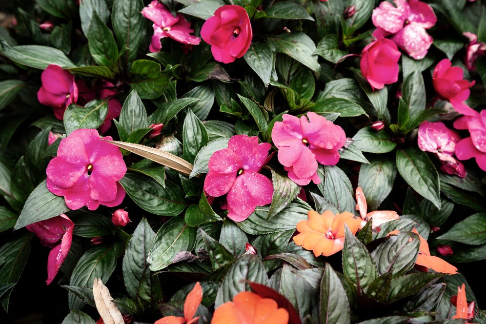 Best Flowering Shade Plants