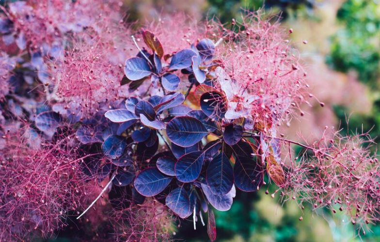 Astilbe best flowering shade plants