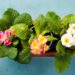 Best Flowering Shade Plants