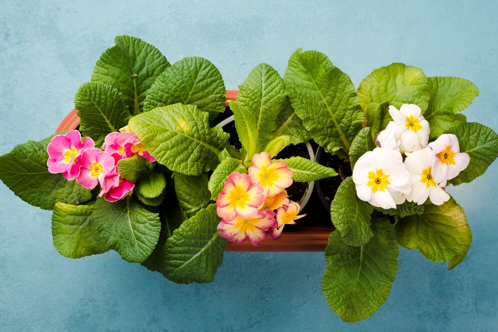 Best Flowering Shade Plants