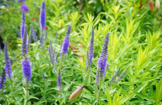 Lavender :Plants That Do Well In Direct Sunlight