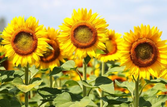 Sunflower:Plants That Do Well In Direct Sunlight