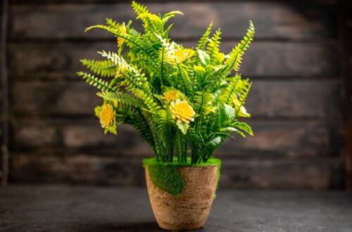 Plants That Do Well In Direct Sunlight
