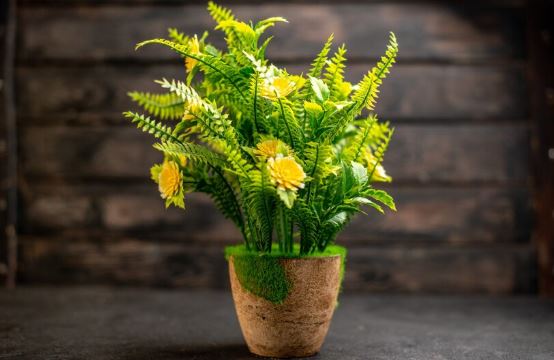 Plants That Do Well In Direct Sunlight