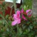The Ultimate Guide to Low-Maintenance Flowering Bushes and Shrubs