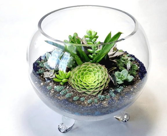 Classic Terrarium:Sensational Succulent Arrangement Ideas