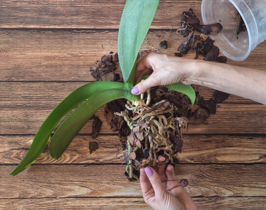The Ultimate Guide to Orchid Fertilizing