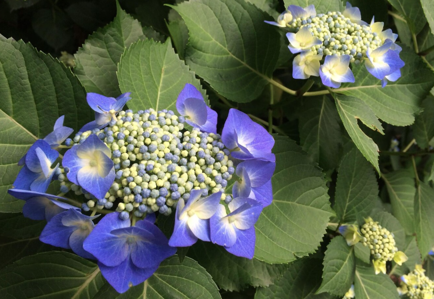 Nikko Blue:Mophead Hydrangeas For Summer Blooms